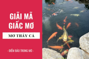 Nằm Mơ Thấy Cá 8Day
